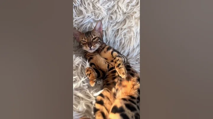 Watch the video about Bengals ✨🐆 #fyp #catsofyoutube #bengalcat #kitten #kittens #nature #animals #cats #cat