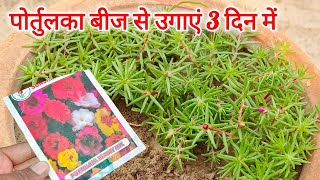 पोर्तुलका बीज से उगायें / How To Grow Portulaca From Seeds / Portulaca Grow and Care