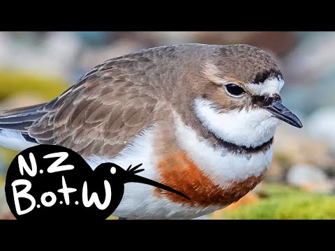 Video: Banded dotterel nyob qhov twg?