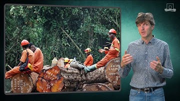 FEM30806 - Simulating forest exploitation with matrix models