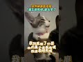 突然被自家小貓臭氣攻擊　貓媽媽「貓生跑馬燈」都出來了@ChinaTimes #SHORTS #貓咪 #可愛 #寵物 #搞笑 #傻眼 #cat #cute #cutecat #cuteanimals