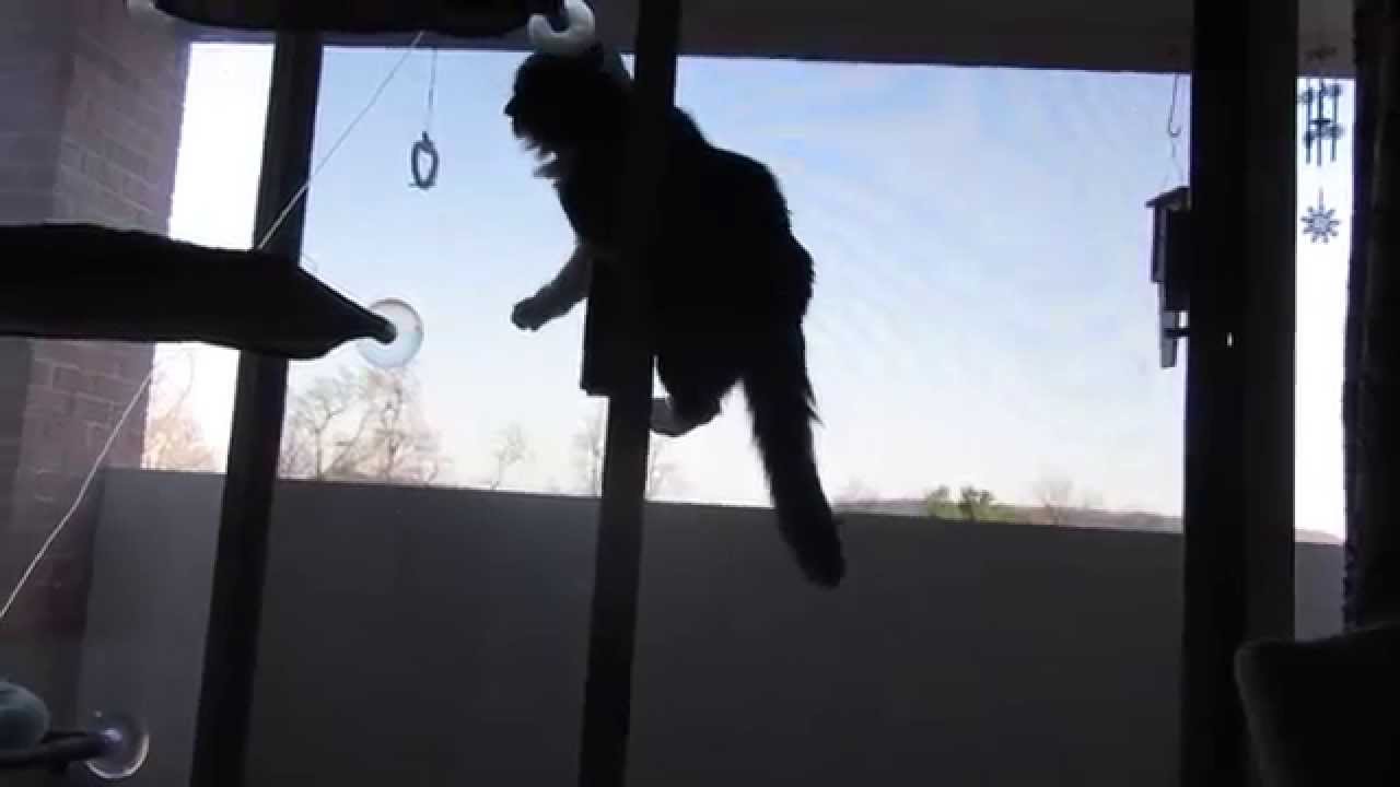 catnip oil Griffin Climbing the Screen