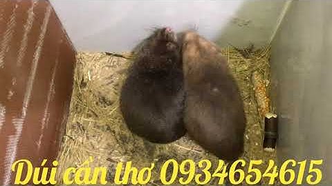 Trực tiếp hướng dẫn ghép Dúi không cắn nhau