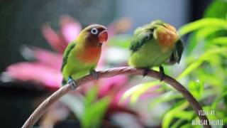 lovebird agapornis fischeri HD
