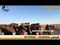مهرجان قطر الاول للمجاهيم اليوم الاول الجزء الاول ٢٠١٨ قناة اصايل قطر