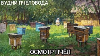 БУДНИ ПЧЕЛОВОДА| ОСМОТР СЕМЕЙ, РАБОТА НА ПАСЕКЕ