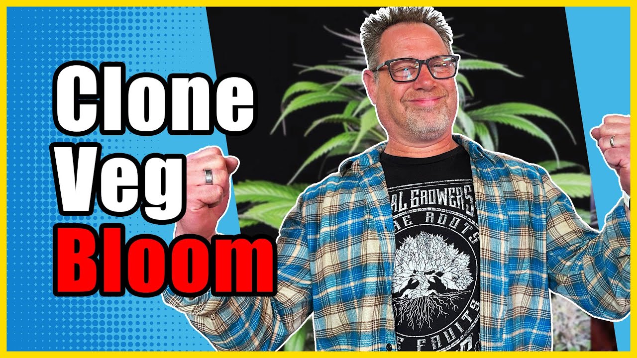 Освещение, питательные вещества и советы для каждого этапа выращивания каннабиса