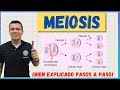 Meiosis el ciclo celular bien explicado