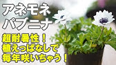 鉢植えでも花壇植えでもどちらもok 花が長く咲くポットカーネーション I U アイラブユー Youtube 鉢植えでも花壇植えでもどちらもok 花が長く咲くポットカーネーション I U アイラブユー Youtube