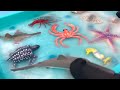 Frozen sea animal toy sensory ice and blue rice tray