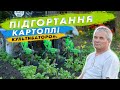 Підгортання картоплі міжрядним культиватором для мінітрактора.