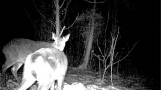 MDGC0083.AVI