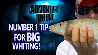 Adventure Bound Classic  Big whiting in Western Port