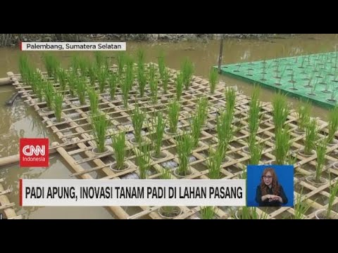 Video: Apakah Tanah Lembap Terapung: Menanam Tumbuhan Untuk Pulau Terapung