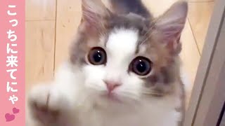 帰宅するとドアの前でニャンコが…♡