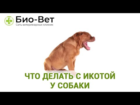 Собака Икает? Причины и Что Делать с Икотой у Собак // Сеть Ветклиник БИО-ВЕТ