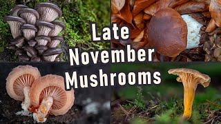 Mushroom Foraging  November 2023  Oyster Mushroom | Wrinkled peach | Boletus edulis | Photography
