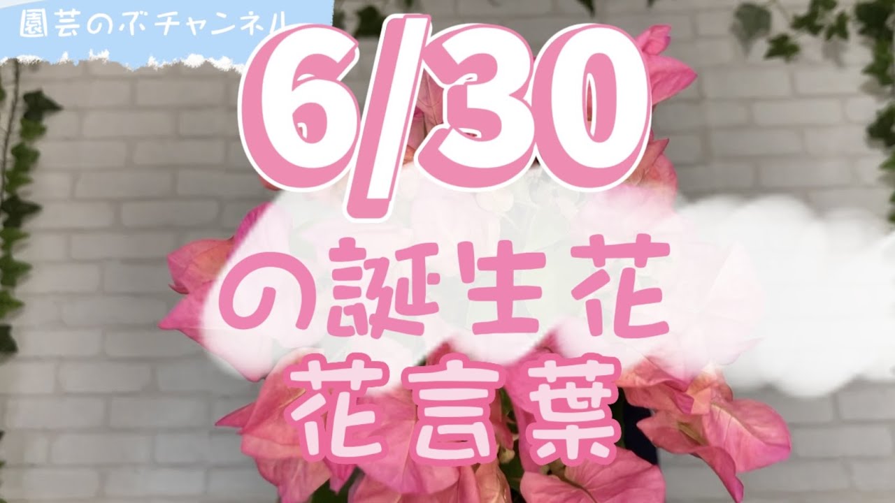 6 30の誕生花と花言葉 園芸のぶチャンネル ６月 ３０日 ガーデニング 雑学 トリビア ブーゲンビリア Youtube