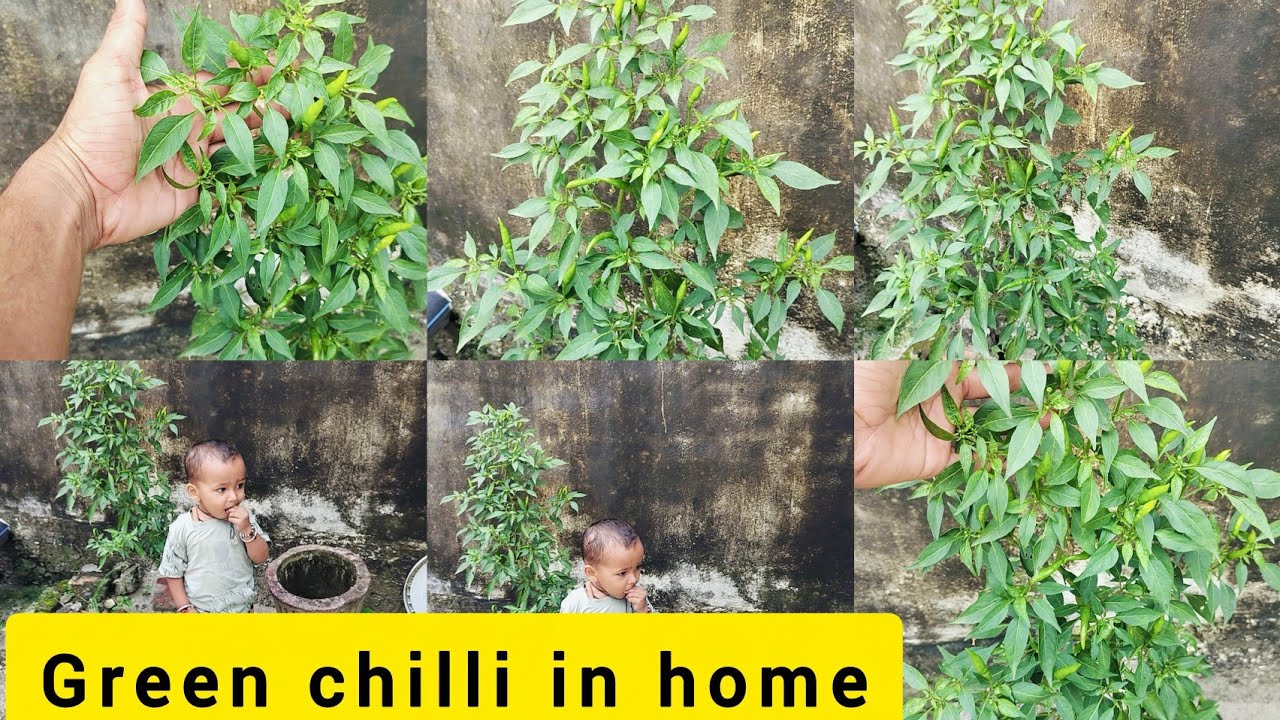 How to grow green chilli in seeds // complete information in hindi ...