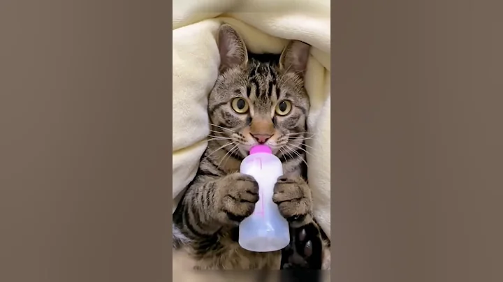 cat wants milk #fypシ