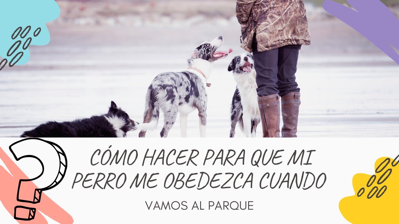 CÓMO HACER PARA QUE MI PERRO ME OBEDEZCA CUANDO VAMOS AL PARQUE - YouTube