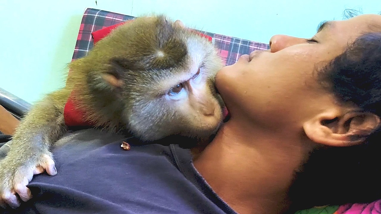 ASMR Monkey Spa Sucks Neck Human | The Moment That Shocked the Grooming!