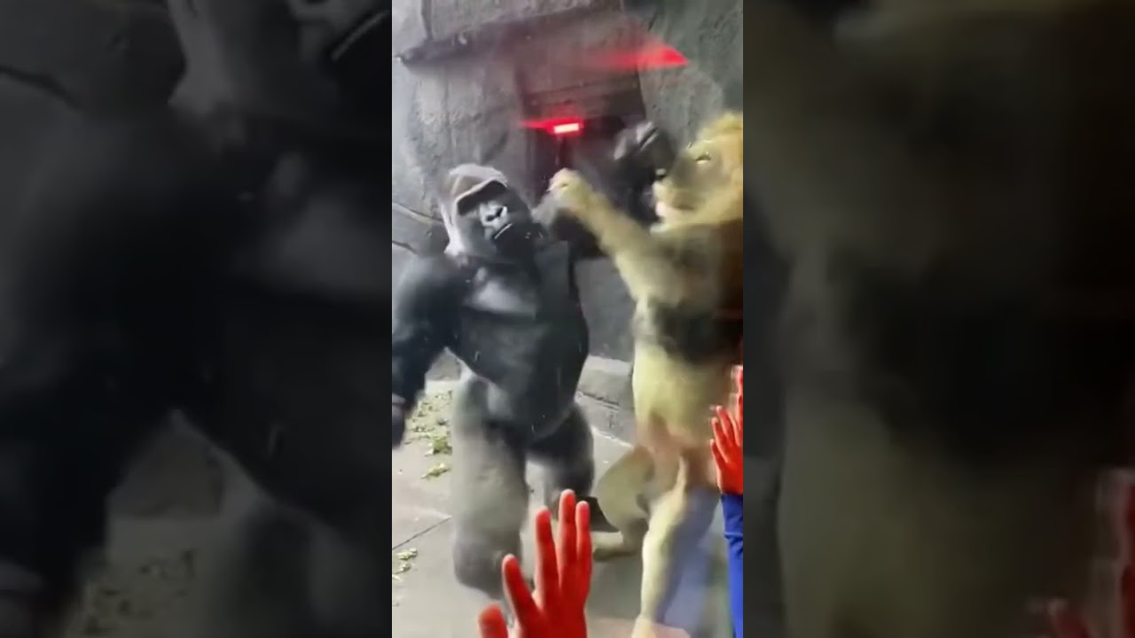 First-Person Zoo Chaos: Gorilla Slams Into the Glass (AI-Generated)