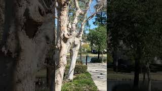 Rancho Santa Margarita Lake, CA