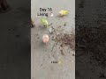 day 16 living 🐔 4 birds #challenge #birds #pets