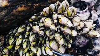 Barnacles cleanup - satisfying (Episode 584)
