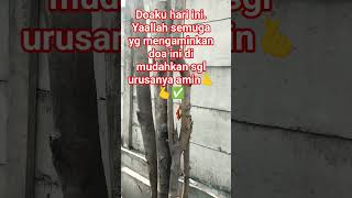 bismillah. yg like dan subscribe video ini smg di lancarkan segala urusan nya amin🤲❤️✅✅