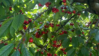 Cherry picking in Canada 🇨🇦 Summer 2023.. Enjoying fruit …Pick..Cherry fruit.
