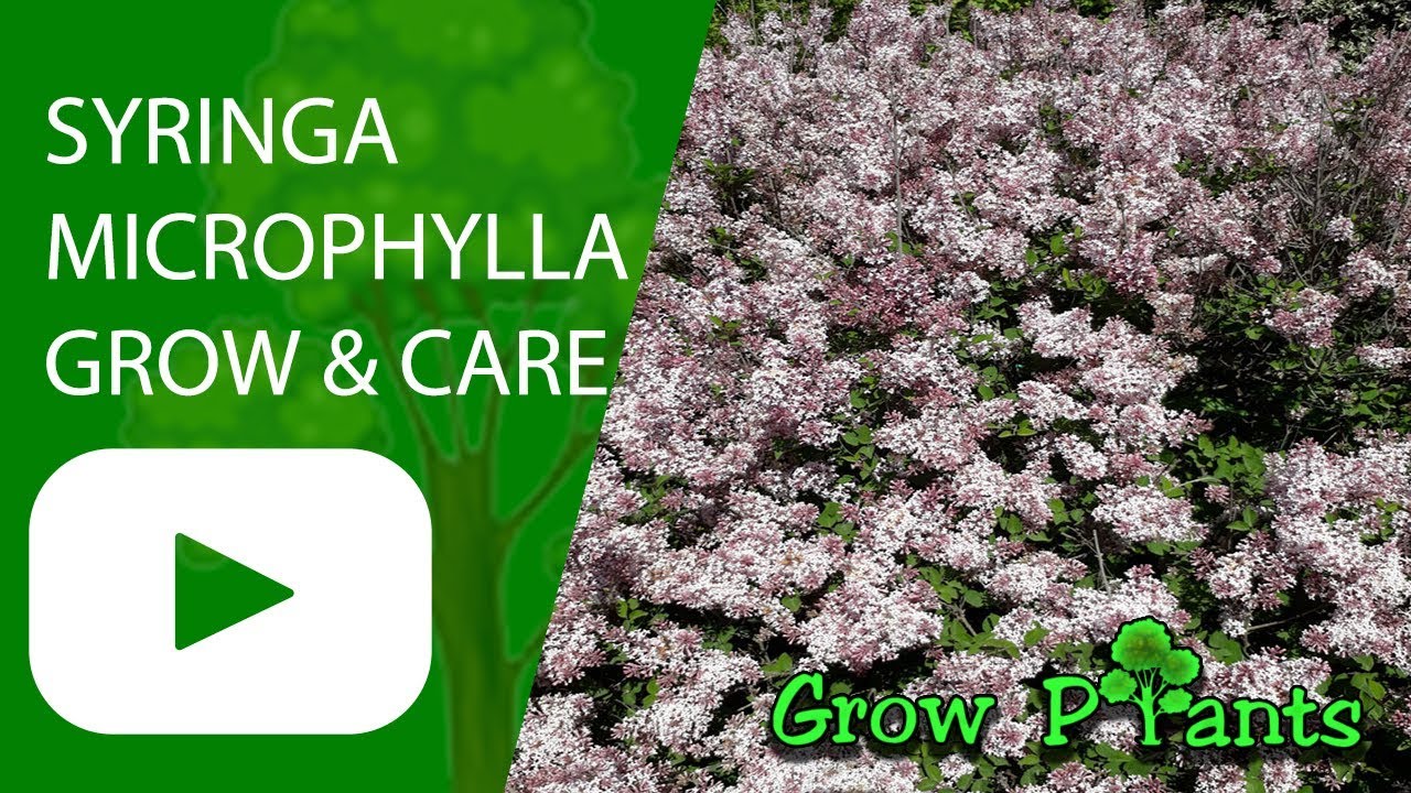 Syringa microphylla - grow & care (Lilac bush)