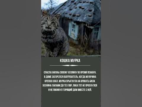 Кошка Мурка - YouTube