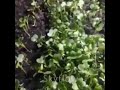 Broccoli sprout growth video timelapse 　ブロッコリースプラウト