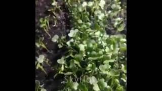 Broccoli sprout growth video timelapse 　ブロッコリースプラウト