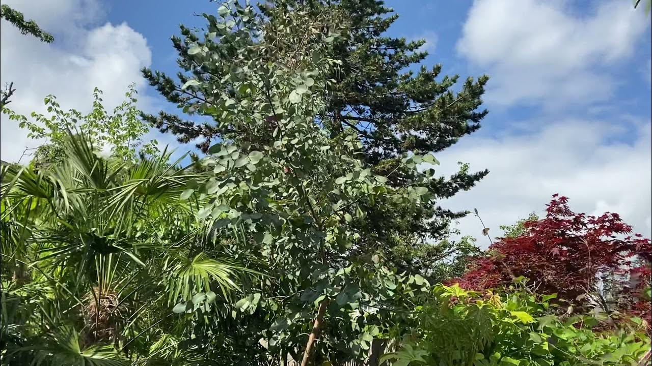 Best smelling Eucalyptus YouTube