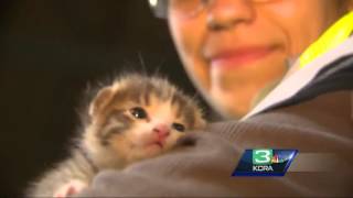 Kitten saved from trash compactor
