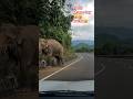 Pahad Say Hathi Gira Marne Say Bacha Viral Short Trading Popular Emotions Huminity Video 