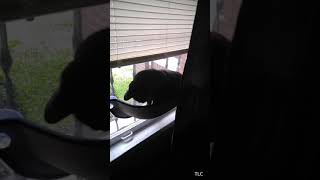 Batcat in his window seat.