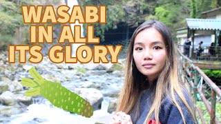 A Trip Down Wasabi Land Discovering Wasabi Food In Izu, Japan