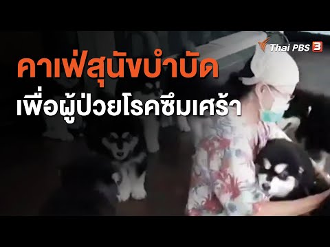 วีดีโอ: ฉันจะหยุด Shih Tzu ของฉันจากการเกา?