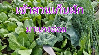 Ep.141ผักสดจากสวน นำมาแกงอ่อมนกคุ่ม แซ่บๆจ้า#คนไทยในต่างแดน #สวนครัว