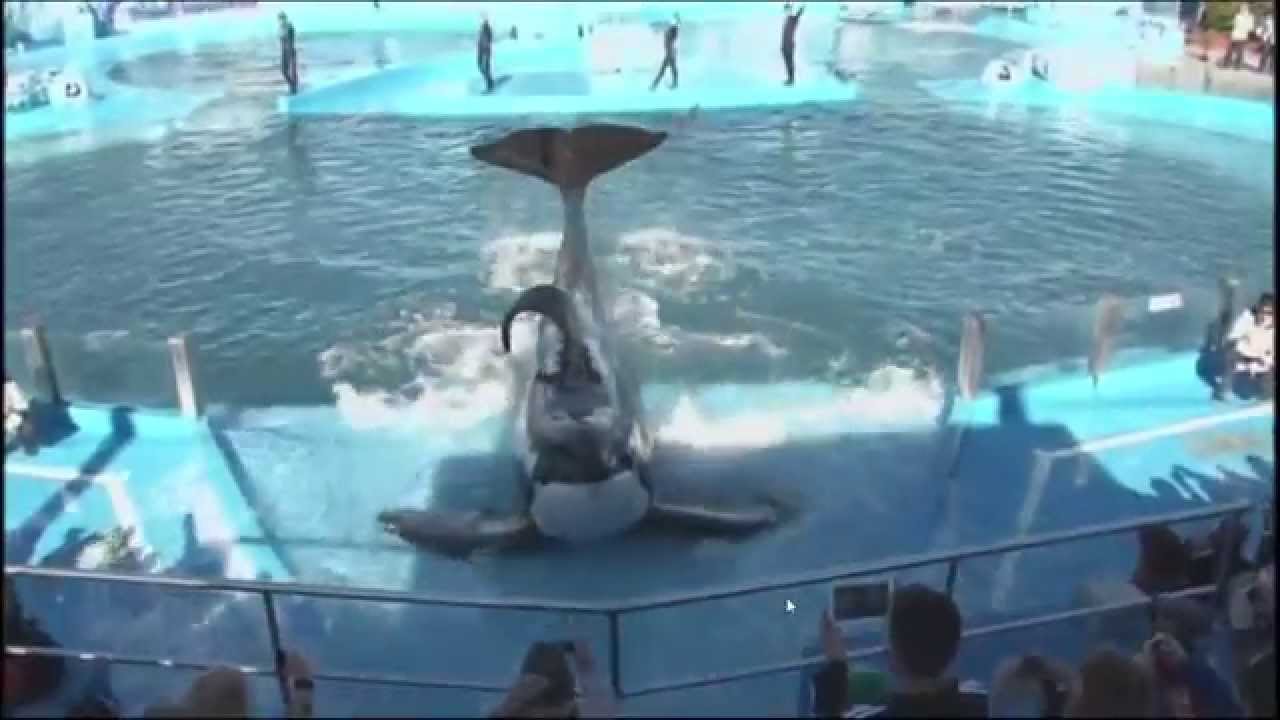 (Completo) Mundo Marino SeaWorld (kshamenk) Orca WhaleSan Clemente del Tuyú 2015