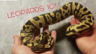 Leopards 101