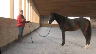 How to Teach a Horse to Send Out Safely and Respectfully