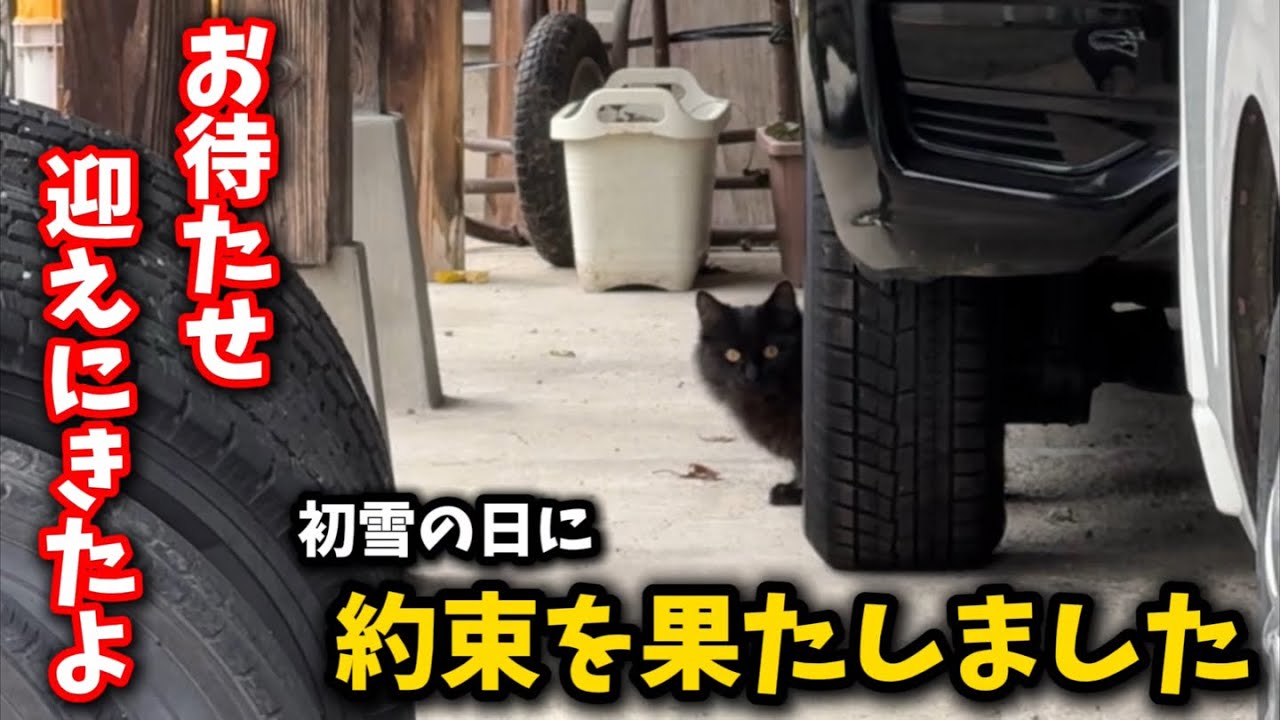 The stray cat I promised to help was waiting for me. - YouTube