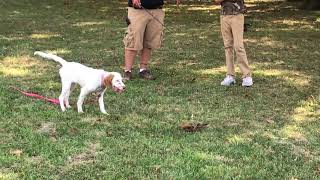 LLEWELLIN Setter Information