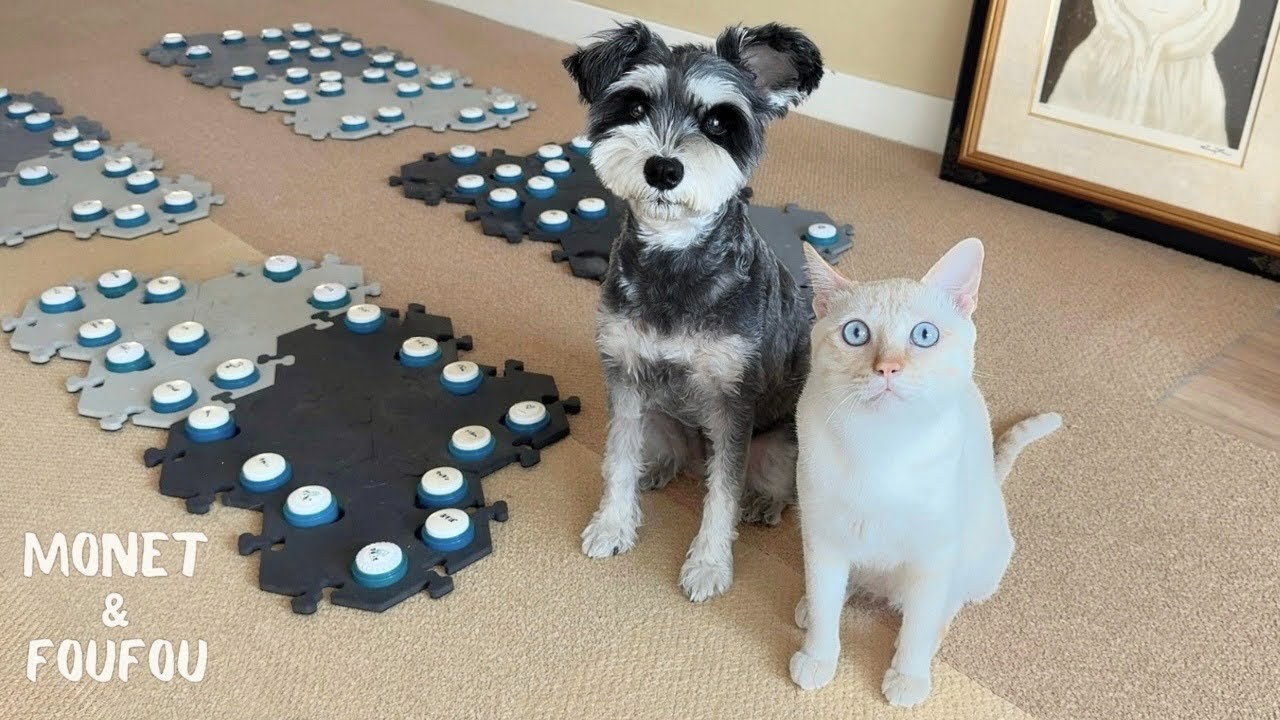 A Request from the Dog and Cat Were They Maybe Having a A Request from the Dog and Cat Were They Maybe Having a