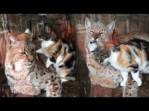 Video: Pet Scoop: Redke Tiger trojčice Steklenička, ki se hrani v živalskem vrtu, Stray Cat najdemo zaljubljen v praznem bazenu